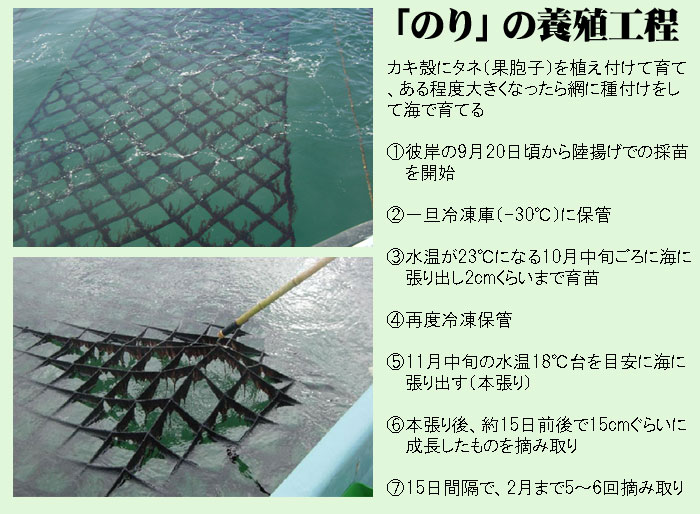 兵庫のり 瀬戸内海産 焼寿司海苔 全型50枚
